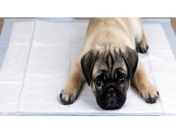 Tapete Higiênico Sanol Dog P/ Cães Com Atrativo Canino 30un - Imagem 3